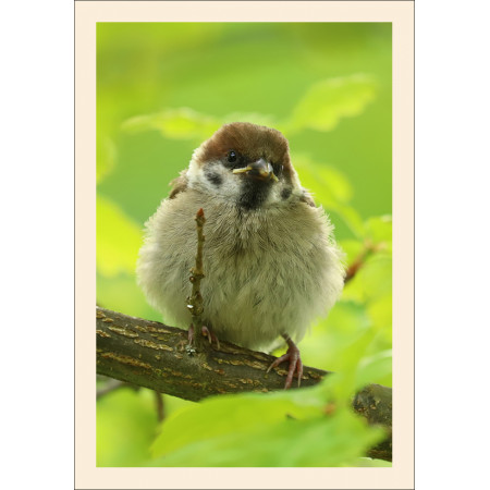 Grußkarte: Vogelporträt Junger Feldsperling (Passer montanus)