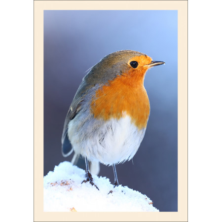 Grußkarte: Vogelporträt Rotkehlchen (Erithacus rubecula)