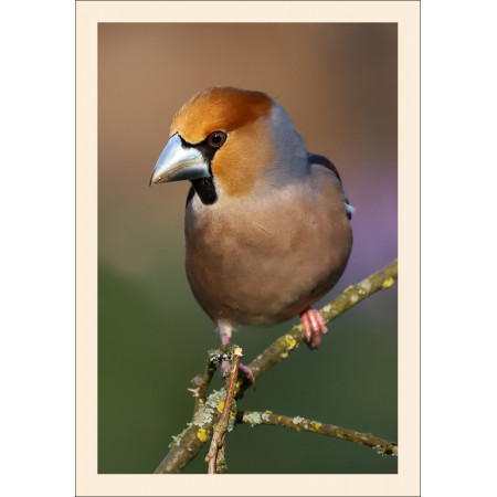 Grußkarte: Vogelporträt Kernbeißer (Coccothraustes coccothraustes)