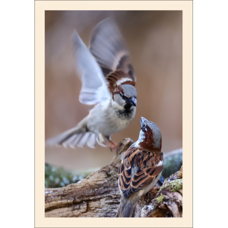 Grußkarte: Vogelporträt Haussperling (Passer domesticus)