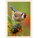 Grußkarte: Vogelporträt Stieglitz (Carduelis carduelis)