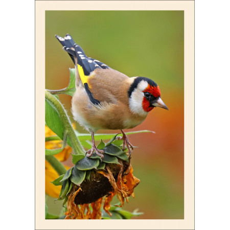 Grußkarte: Vogelporträt Stieglitz (Carduelis carduelis)