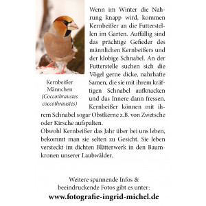 Grußkarte Vogelporträt: Kernbeißer (Männchen)