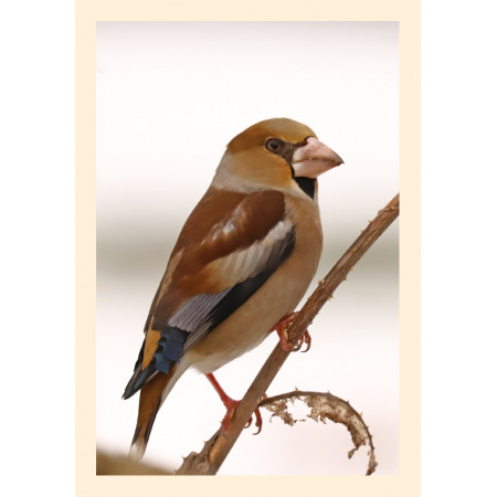 Grußkarte Vogelporträt: Kernbeißer (Weibchen)