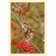 Grußkarte Vogelporträt: Wintergast Rotdrossel