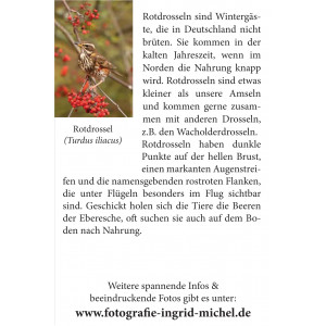 Grußkarte Vogelporträt: Wintergast Rotdrossel