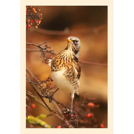 Grußkarte Vogelporträt: Im Blick der Wacholderdrossel